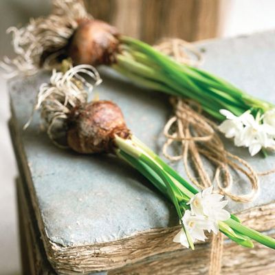 There's still time to plant paperwhite bulbs for daffodils that flower at Christmas – they're some of the prettiest festive blooms around!