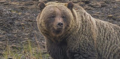 Calls for grizzly hunts to return to Western Canada oversimplify a complex ecological issue