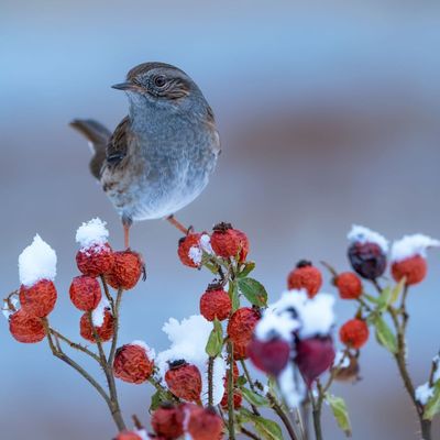 Birds will flock to your garden if you plant these berry-bearing shrubs and trees - they'll also add a welcome pop of winter colour