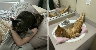 49 Incredibly Cute Photos Of Cats Doing Their Cat Things In The Most Amusing Way