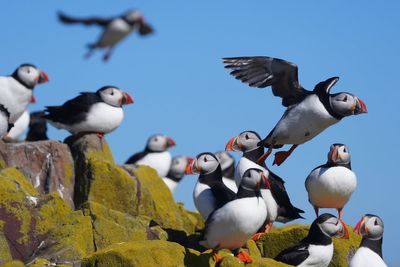 Puffin numbers plummet on conservation islands in ‘concerning’ new survey