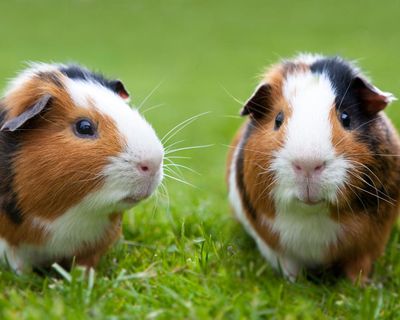 Pets at Home boss says ‘urgent and necessary’ action needed as profits dive