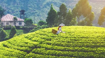 What Makes Taiwanese Oolong Tea Unique?