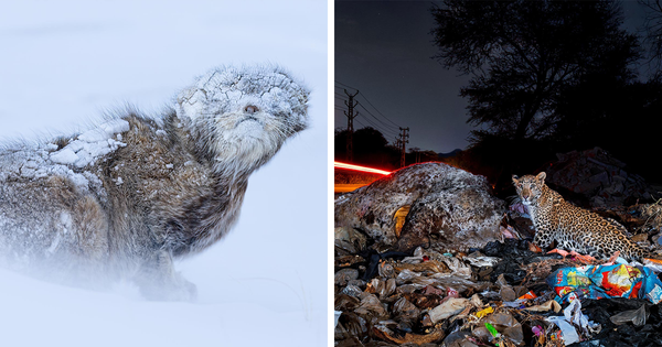 The Best Of Nature: 40 Impressive Photos From The 2025 Nature “inFocus” Photography Contest