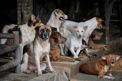 Major Asian capital finally bans dog and cat meat in victory for animal rights activists