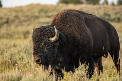 Trump Administration Introduces 'America-First' National Park Fee Surges For International Tourists