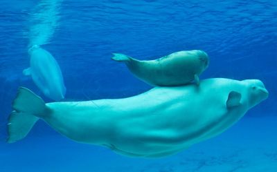‘It’s heartbreaking’: how 30 captive beluga whales have become pawns in row over animal cruelty
