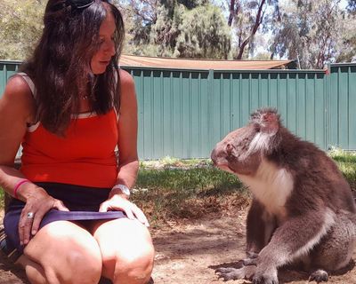 A moment that changed me: I adopted a koala, he bit me – and I remembered something important about myself