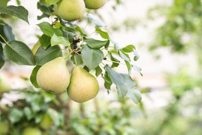 The Fruits and Nuts You Can Still Harvest This Month