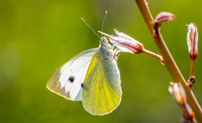 How to Make Your Yard a Haven for Birds and Pollinators This Winter