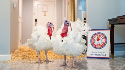 Trump almost called the Thanksgiving turkeys ‘Chuck and Nancy’, but then realized he ‘would never pardon those two people’