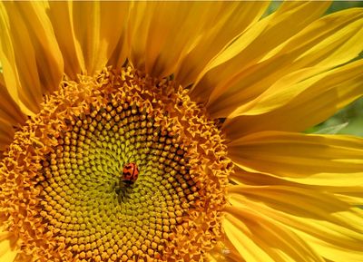 Charming photo of a ladybird on a sunflower among the winners of My Perspective 2025