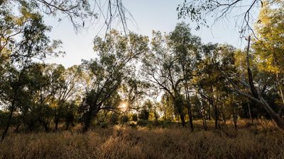 Environment reforms to pass after Labor-Greens deal