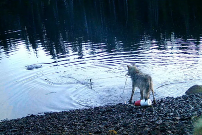 Wolf caught-on-camera displaying never-before-seen behavior as it ‘uses tools’