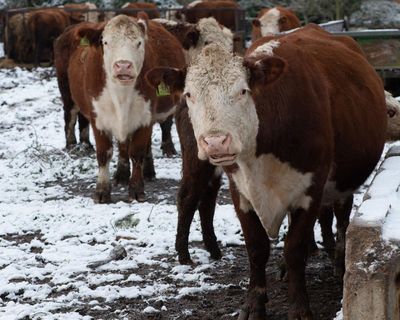 Why the plan for a ‘forest city’ is not as green as it sounds