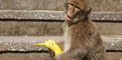 The surprising world of animal penises and what they reveal about humans