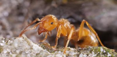 The parasitic ant who makes workers kill their own queen