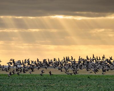 ‘A win for nature and people’: Elizabeth line soil used to create Essex bird haven