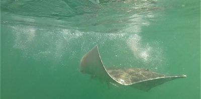 Introducing a new way to track animals in the deep blue