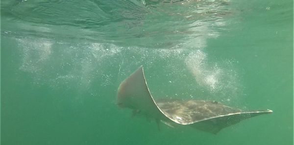 Introducing a new way to track animals in the deep blue