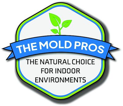 The 300 Mold Species Making You Sick: Inside the Hidden World of Mycotoxins and Why Visible Mold Is Just the Beginning