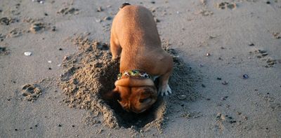 Your dog is not a doomsday prepper. Here’s why they hide food and toys