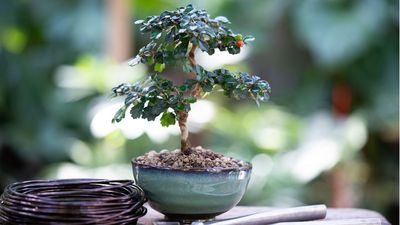 'Growing Bonsai Trees Has Never Been Easier’ – I’m Shopping This $18 Beginner-Friendly Kit to Grow Not 1, but 4 Miniature Trees From Scratch
