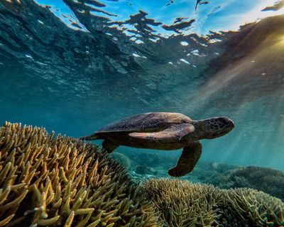 The rewriting of Australia’s nature laws comes as a relief, yet I can’t help feel a sense of foreboding