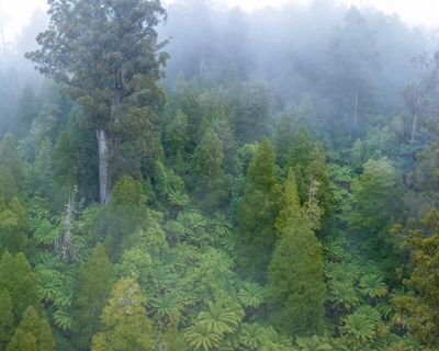 Seven ways Australia’s nature laws are changing after Labor’s deal with the Greens