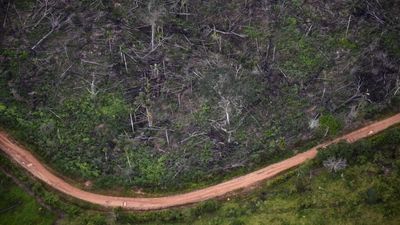 EU parliament delays anti-deforestation law by another year