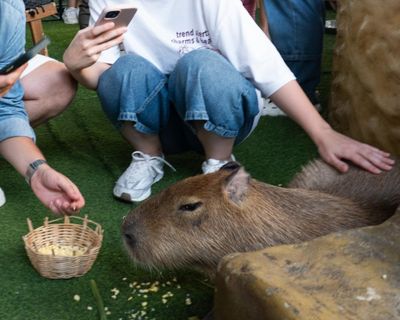 Cuddling capybaras and ogling otters: the problem with animal cafes in Asia