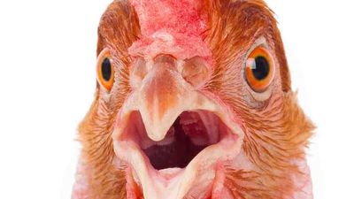 For 33 years, a 'true story' about the 'resonant frequency of a chicken's skull cavity' written in an MS-DOS help file has fueled an urban legend that a certain sound wavelength will make chicken heads explode