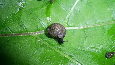 Why scientists are racing to save this rare ‘hairy’ snail that’s the size of a fingernail