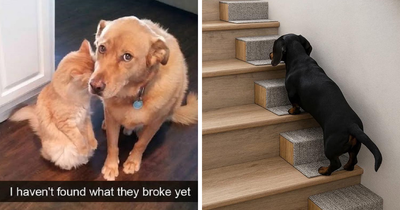 45 New Animal Photos That Are Equal Parts Wholesome And Hilarious, Shared In This Beloved Facebook Group