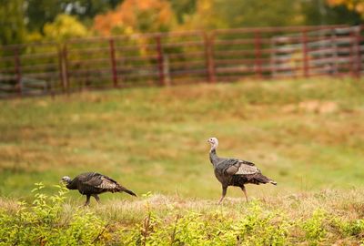 Wild turkeys off the menu in Maine after ‘forever chemicals’ found in birds