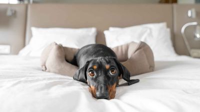 How Much It Costs To Keep a Pet in Retirement — and What Most Owners Don’t Budget For