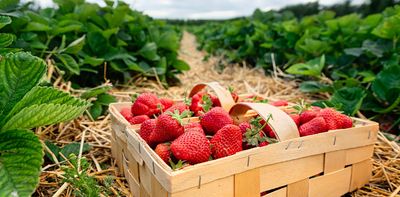 How ‘digital twins’ could help prevent cyber-attacks on the food industry