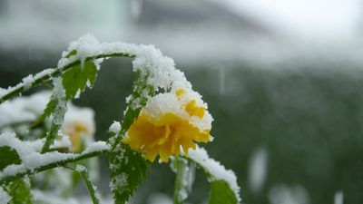 The Secret to Choosing Cold-Weather Annuals That Actually Survive