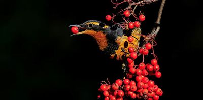 New study finds Pacific Northwest birds are becoming more common in the mountains as the climate warms