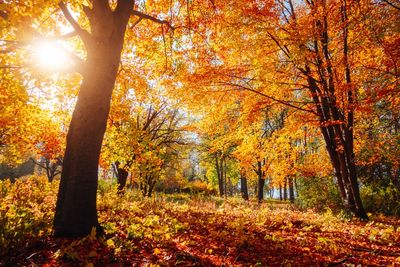 How Climate Change Is Quietly Changing Fall Gardening Forever