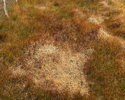 Willow trees on Prince William’s land in Devon poisoned with herbicide