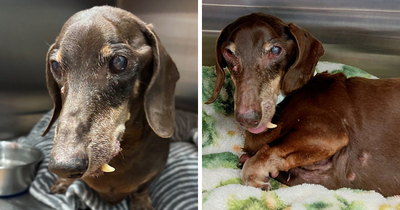 Staff Stunned At Microchip Info On 16-Year-Old Dog Left At Shelter