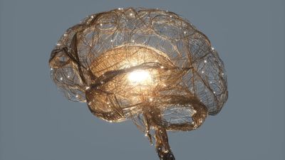 The evolution of life on Earth 'almost predictably' led to human intelligence, neuroscientist says