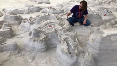 Large, bone-crushing dogs stalked 'Rhino Pompeii' after Yellowstone eruption 12 million years ago, ancient footprints reveal