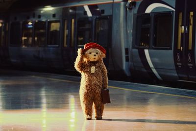 Tom Fletcher song for Paddington The Musical tipped for Christmas number one