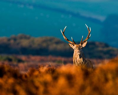 Country diary: A stag red deer, totally still, totally dominant
