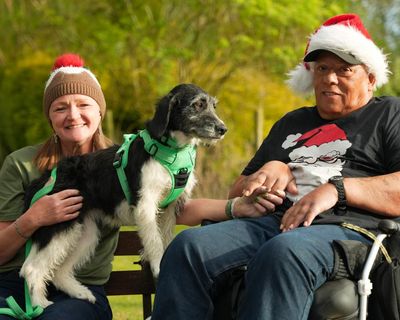 TV tonight: abandoned dogs seek loving homes in a heartwarming festive special