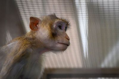 Animal welfare groups hail reported move by CDC to phase out all monkey research