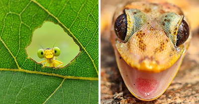 This Photographer Captured A Hidden Micro Universe In 60 Incredible Shots