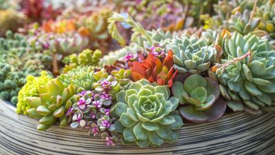 Discover Your Birth Month Succulent – 12 Special Varieties for Each Month of the Year, Plus Expert Tips on Growing Them